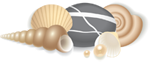 shells